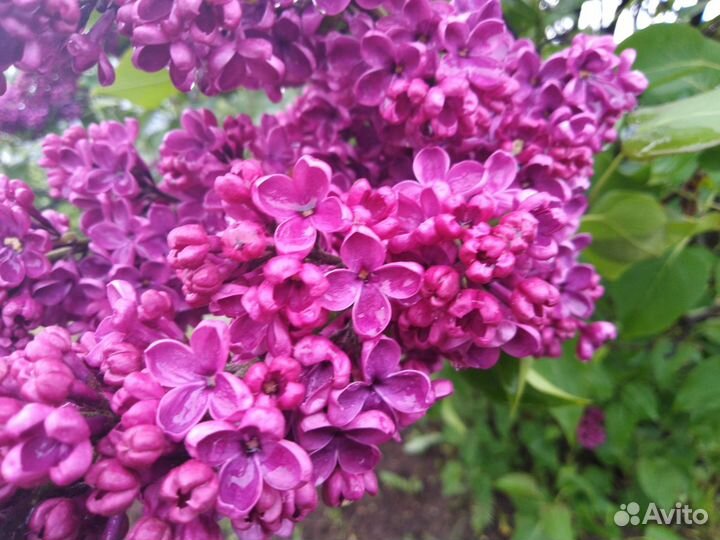 Сирень саженцы, многолетние садовые цветы