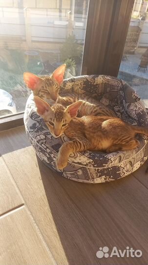 Ориентальные котята
