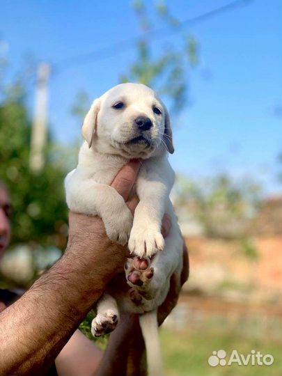 Щенки лабрадора палевые