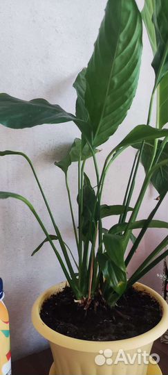 Спатифиллум