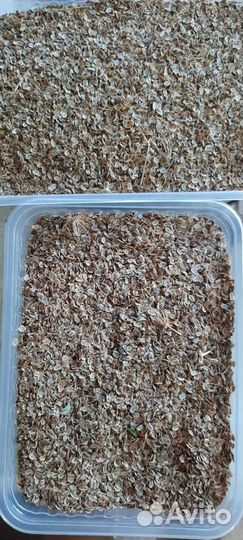 Семена укропа