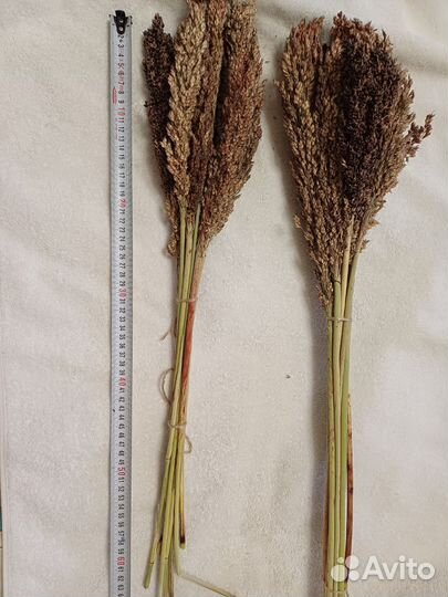 Веники для бани из трав