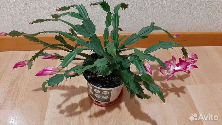 Цветок декабрист