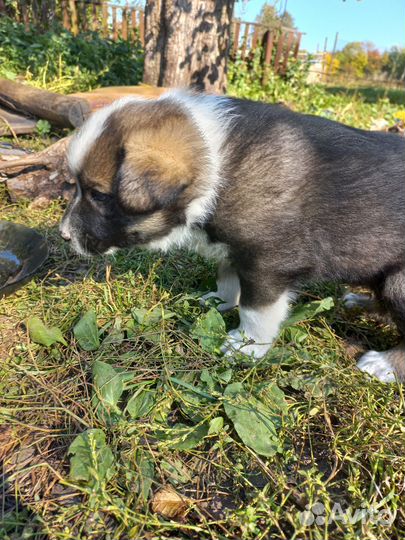 Собака в добрые руки щенок