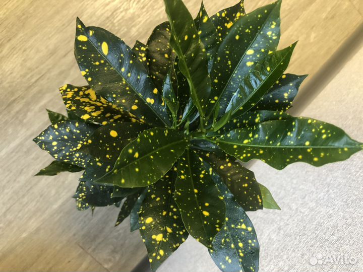 Кротон кодиеум Gold Sun