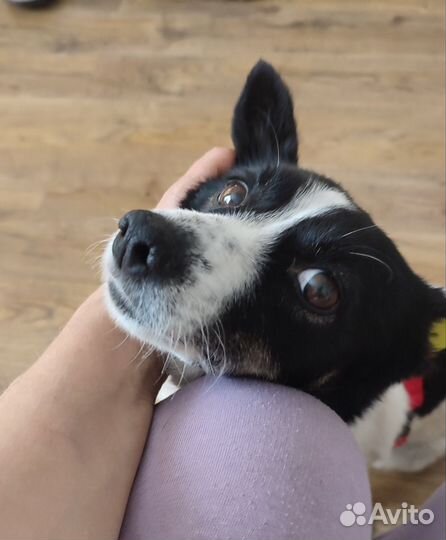 Собака в добрые руки