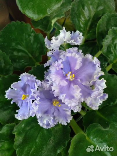 Сортовые фиалки листики,детки