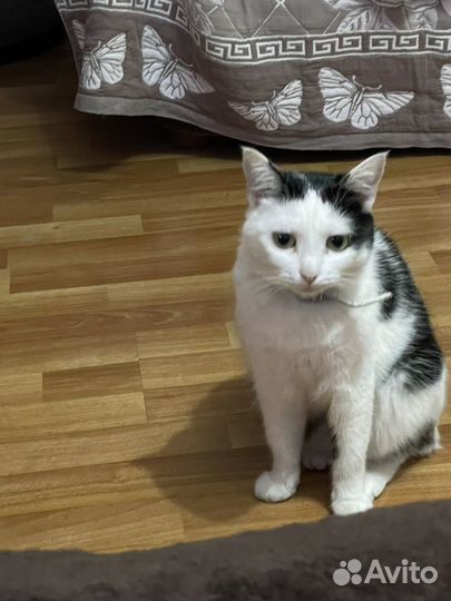 Кошки
