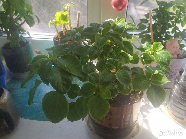 Ванька мокрый