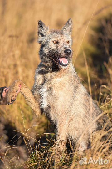 Собака в добрые руки