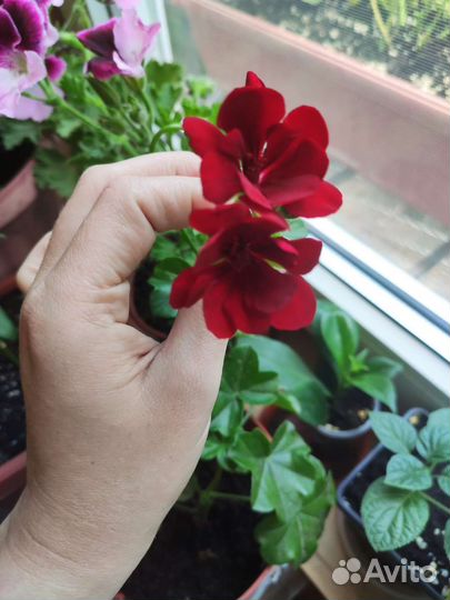 Пеларгония