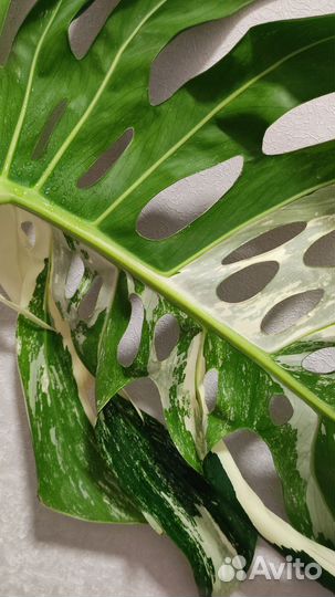 Монстера вариегатная делициоза Альба