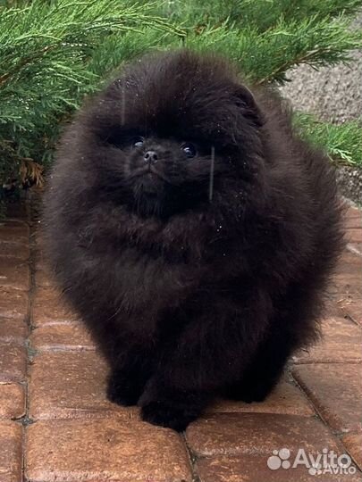 Мини шпиц черный