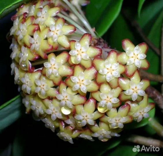 Хойя срезом