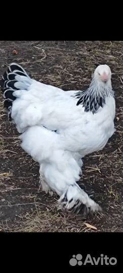 Брама Белая (Колумбийская)