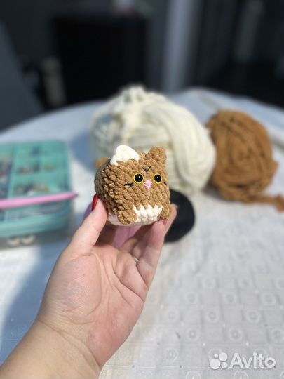 Кот квадрат