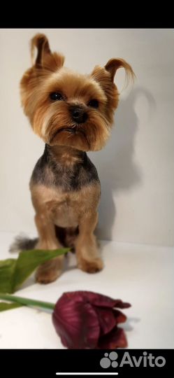 Курсы груминга