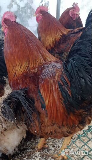 Петухи