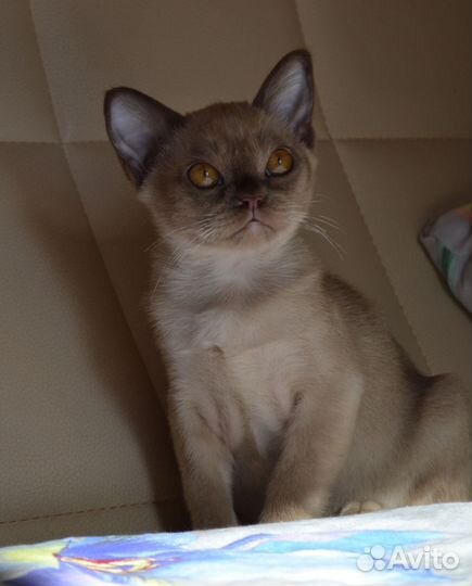 Бурманские котята