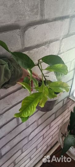 Лимоны, мандарины, хурма, шелковица