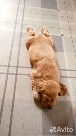 Кокер спаниель