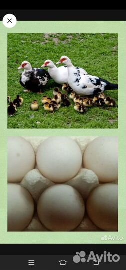 Инкубационное яйцо мускусной утки