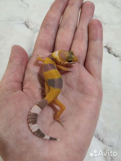 Эублефар геккон