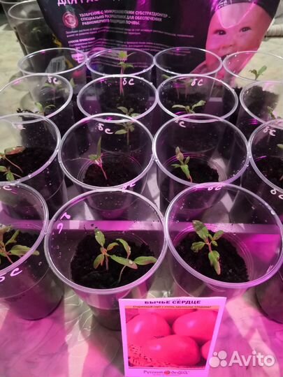 Рассада помидор