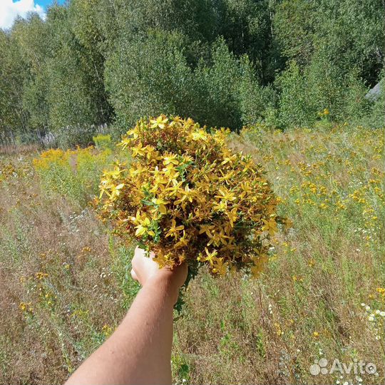 Сухие травы