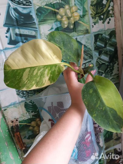 Филодендрон конго гибрид