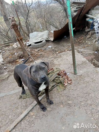 Питбуль вязка