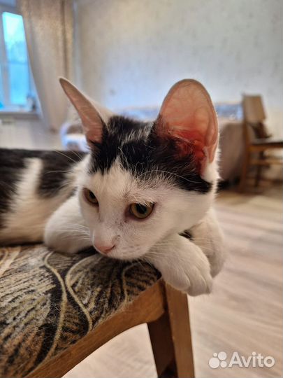 Котенок 4 месяца