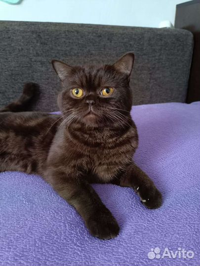 Шотландский кот вязка