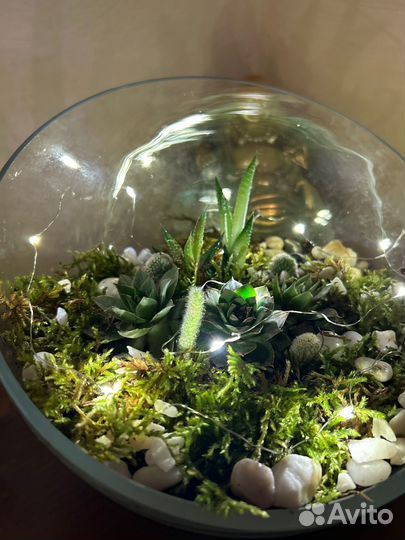 Флорариум живой