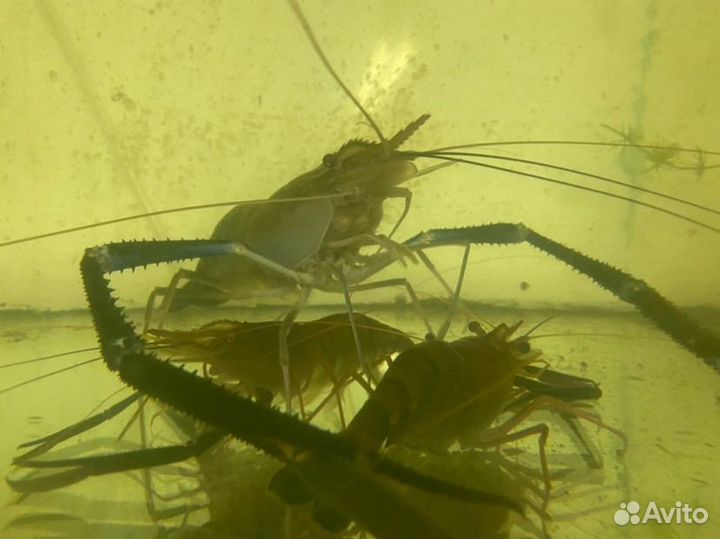 Креветки Розенберга Макробрахиум