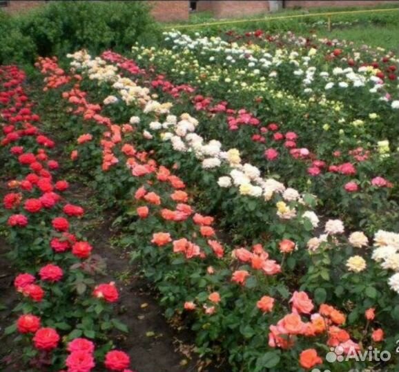 Саженцы роз
