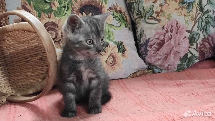 Дымчатый котёнок (мальчик) Триша