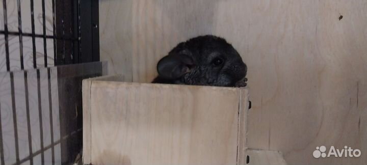 Шиншилла мальчики