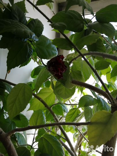 Гибискус китайская роза