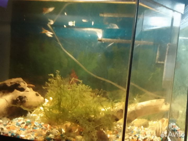 Украшения для аквариума