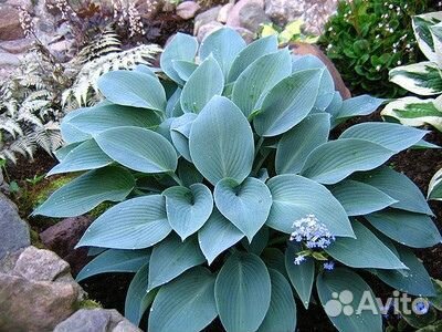 Садовые многолетки