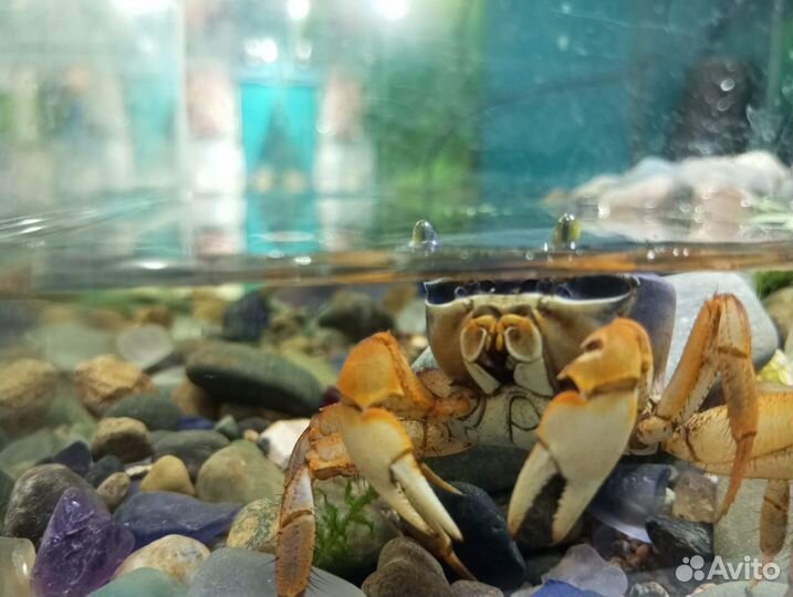 Радужный краб