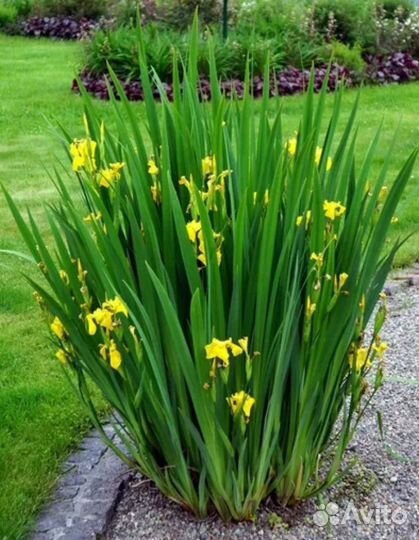 Ирисы сибирские саженцы