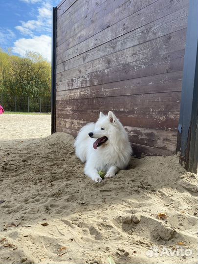 Вязка самоед