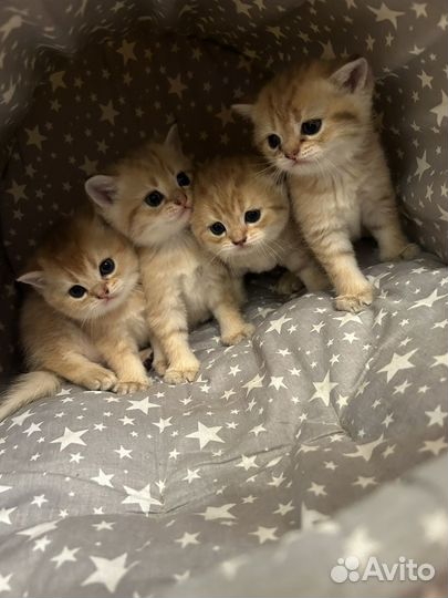 Шотландские котята