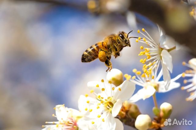 Пчелы среднерусской породы