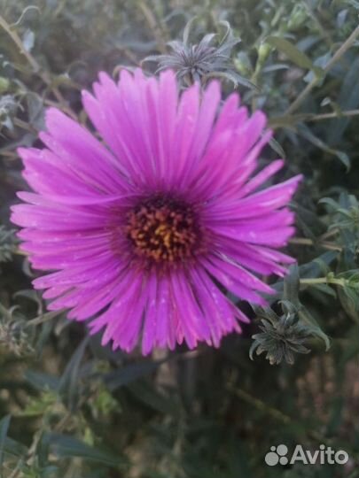 Астра, многолетняя