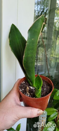 Комнатные растения