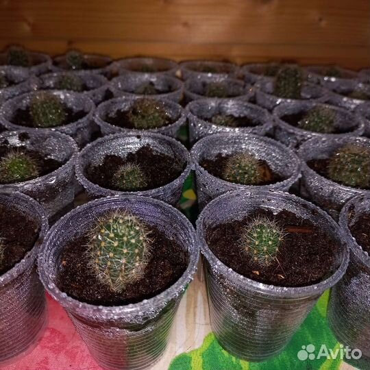 Кактусы и суккуленты