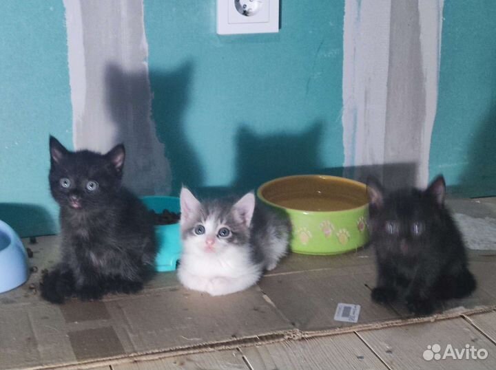 Очаровательные котята ищут дом